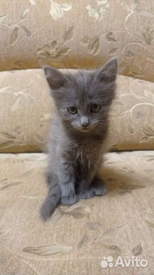 Котята ищут новую любящую семью