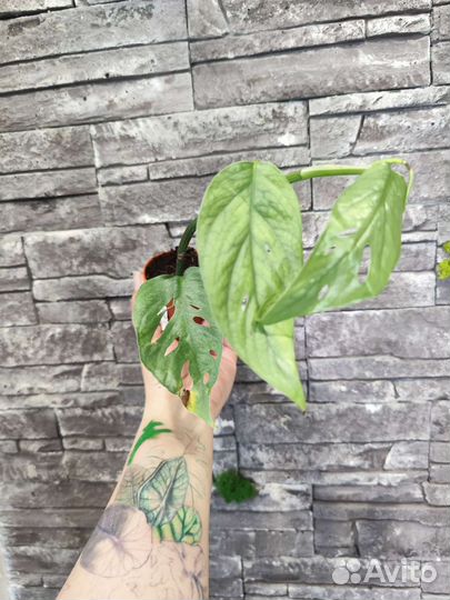 Epipremnum pinnatum Cebu Blue(Эпипремнум)