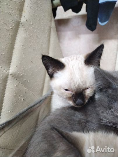 Котята ищут дом