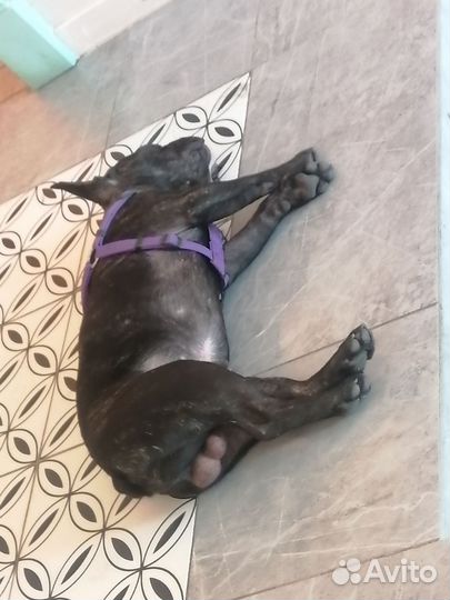 Французский бульдог вязка