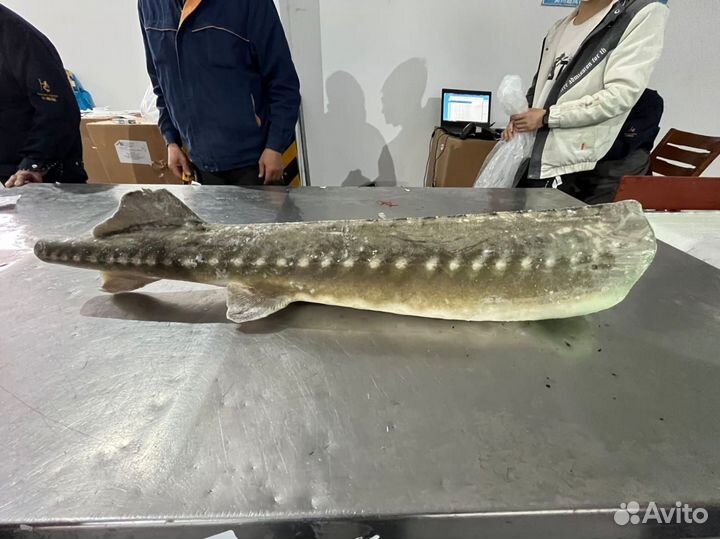 Царская рыба с/м