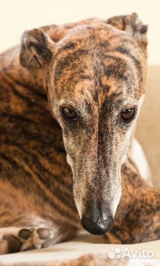 Грейхаунд для Вязки