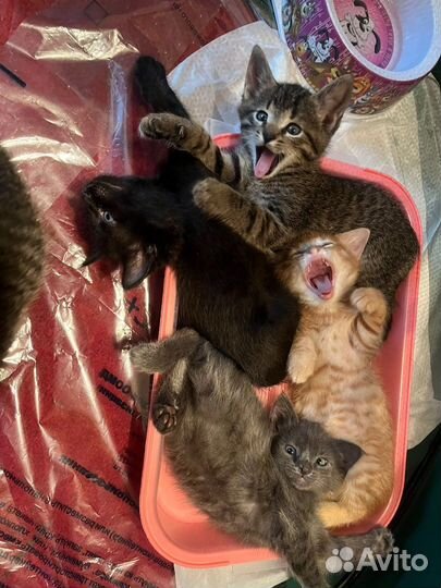 Котятки в дар
