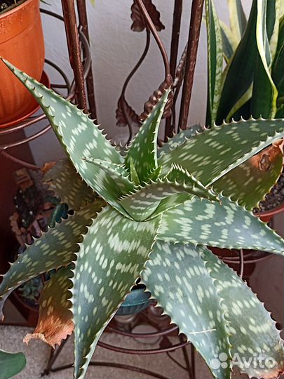 Алое, Толстянка