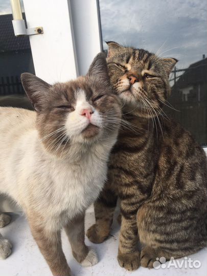 Отдам котов в добрые руки