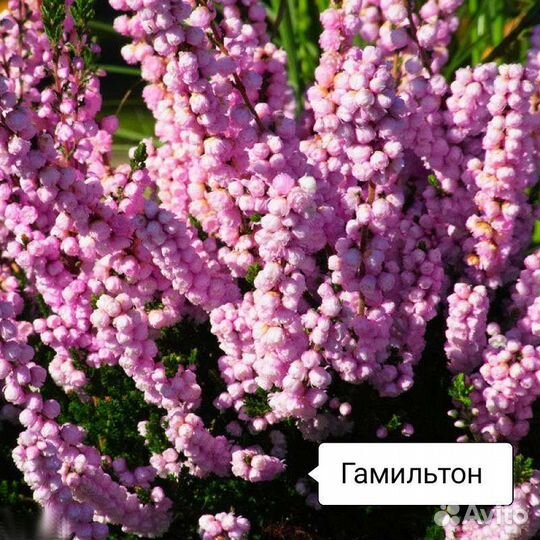Эрика / Вереск