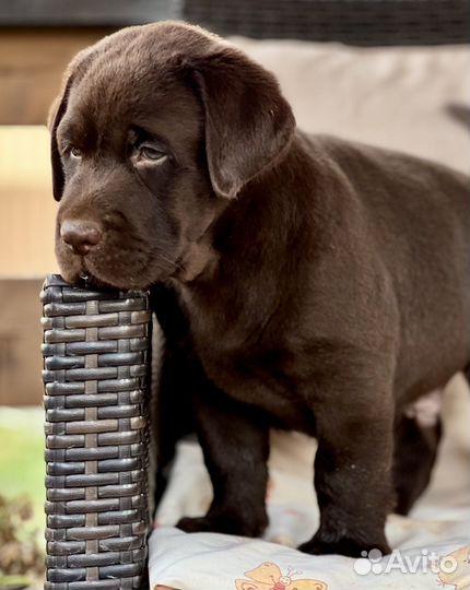 Шоколадный малыш