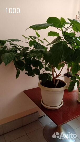 Комнатные растения цветы