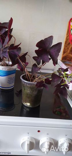 Оксалис (Кислица)