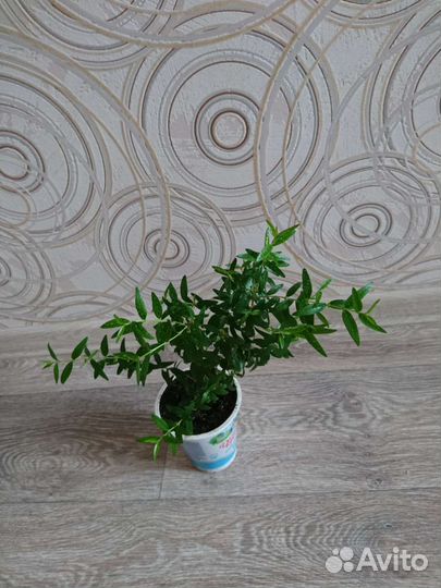 Мирт молодое растение