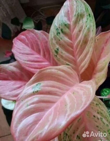 Агланема бидадари