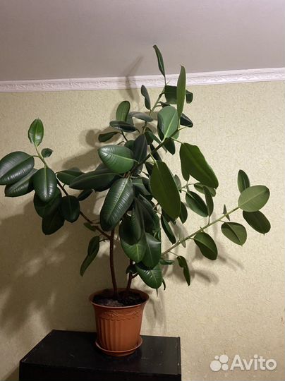 Фикус каучуконосный большой