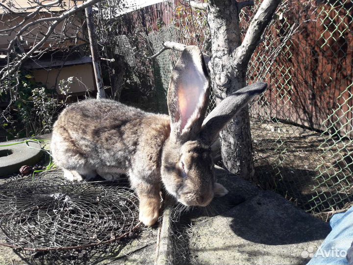 Фландер великан кролики