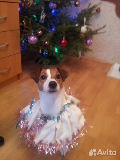 Домашняя передержка животных В Южном Бутово