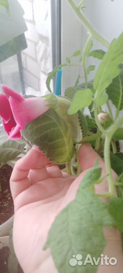 Глоксиния, сенсивьера, замиокулькас