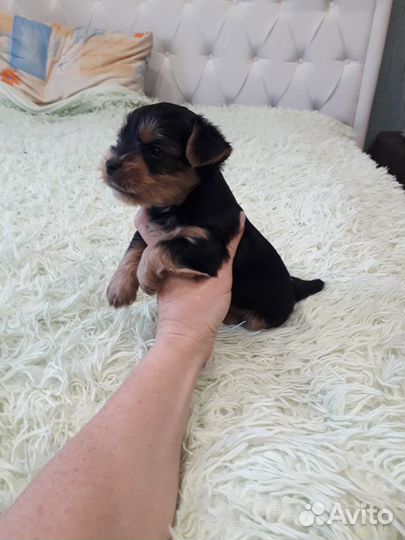 Йоркширский терьер мини