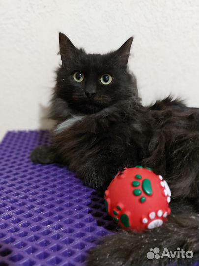 Котёнок подросток