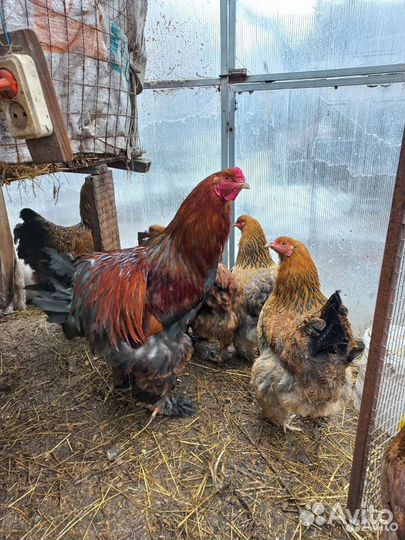 Инкубационное яйцо кур брама