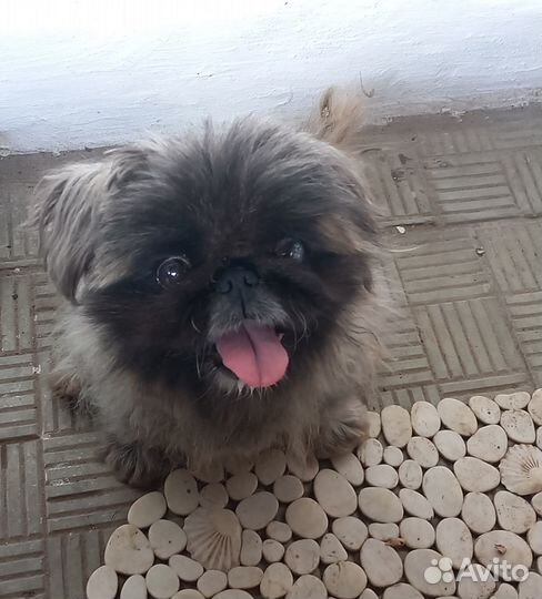 Найден пекинес