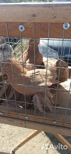 Голуби узбеки