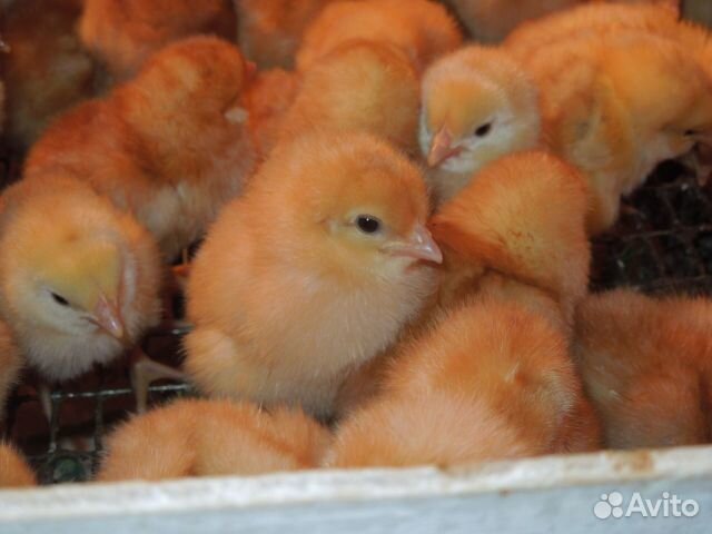 Продажа птицы