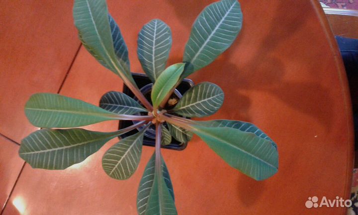 Молодило, эписции, шеффлера, молочай, фикус