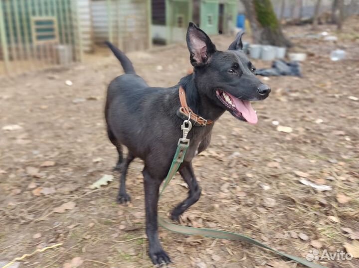 Собака Майя в добрые руки дар