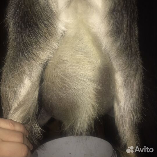 Коза нубийская