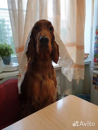 Догситтер, выгульщик собак