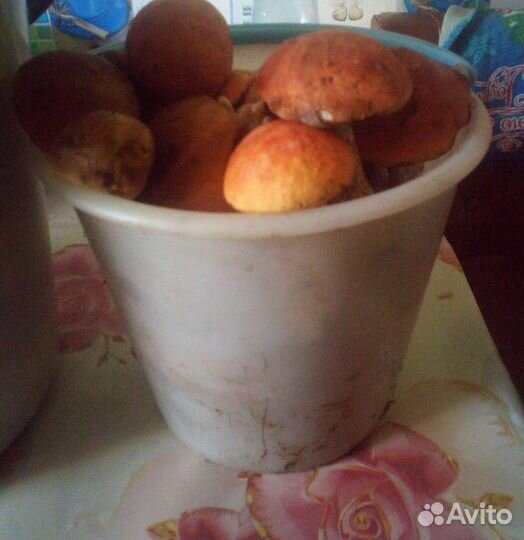 Грибы