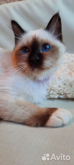 Священная бирма-девочка