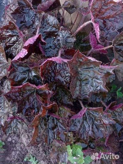 Многолетние цветы