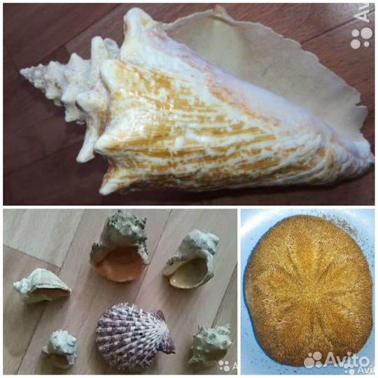 Морские ракушки