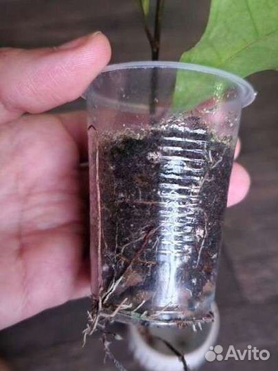 Фикус коконат крем