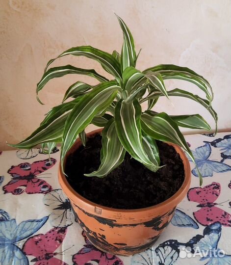 Комнатные цветы драцена