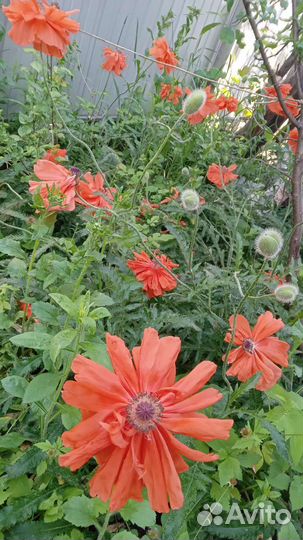 Ирис,мак многолетн