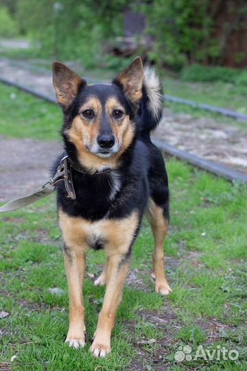 Собака-компаньон Клоди в добрые руки