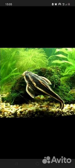 Аквариумные рыбки, тернеция