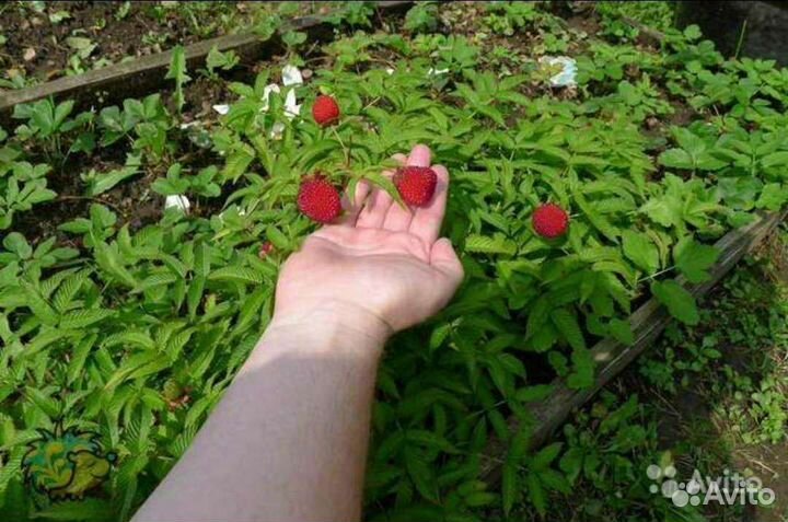 Розоволистная малина морозостойкая - 45