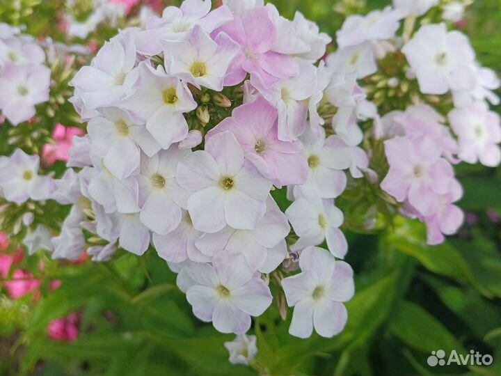 Флоксы многолетние