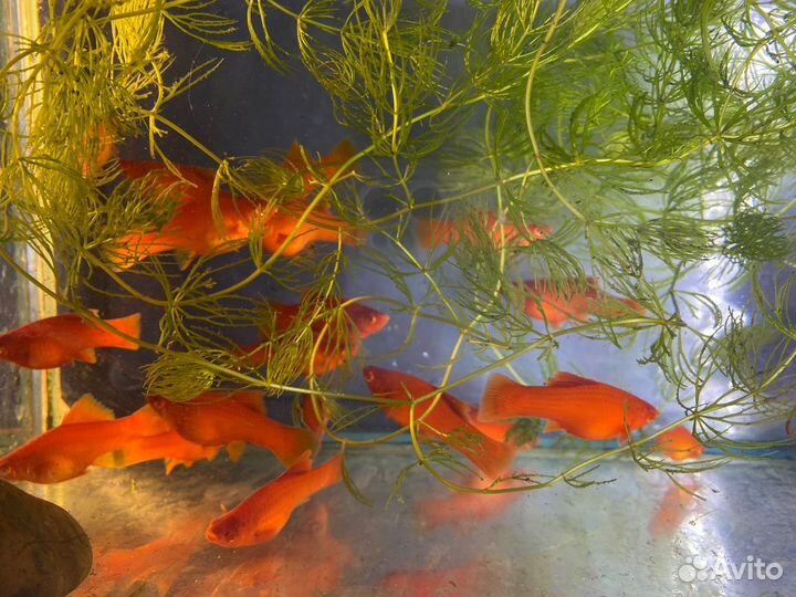 Меченосцы брокколи