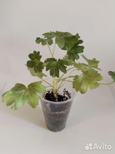 Пеларгонии черенки и взрослые растения