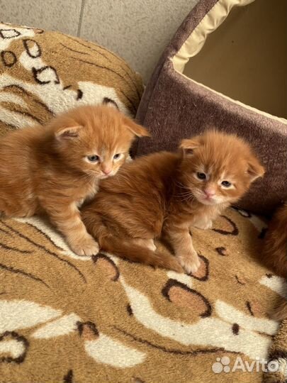 Котята мейн-кун