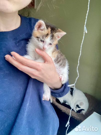 Котенок ищет дом