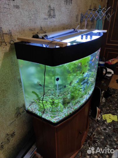 Аквариумные рыбки