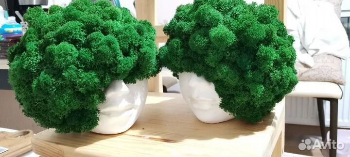 Стабилизированный мох ягель, для кашпо и декора