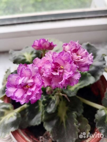 Комнатные цветы фиалки