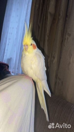 Попугай Корелла