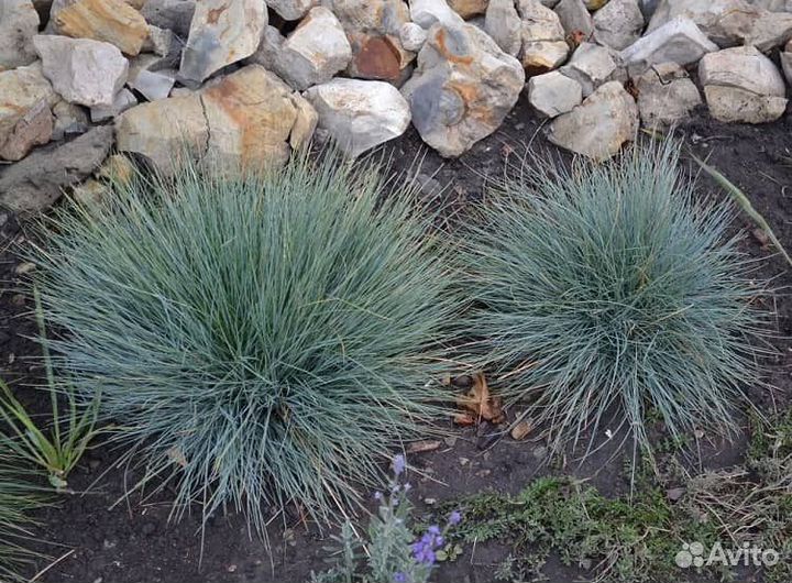 Овсяница. Разные сорта. (Рассада)