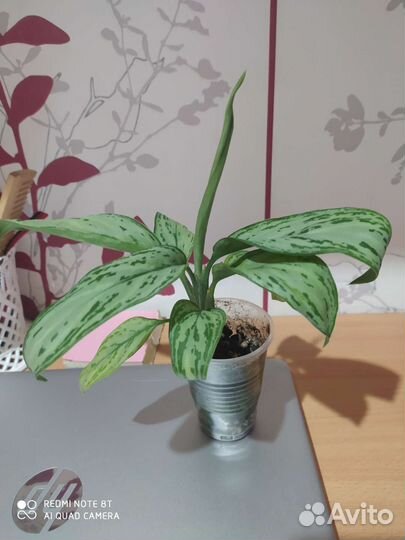 Аглаонема Сильвер квин